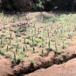 Αιγιάλεια: Σχεδόν 1.000 χασισόδεντρα σε ρεματιά βρήκε η ΕΛΑΣ- Δύο συλλήψεις