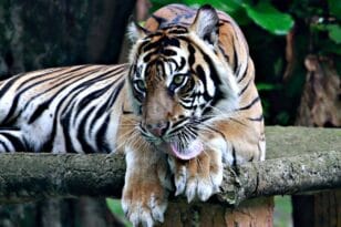 Ινδονησία: Με κορονοϊό δύο τίγρεις - Τι εξετάζουν οι επιστήμονες