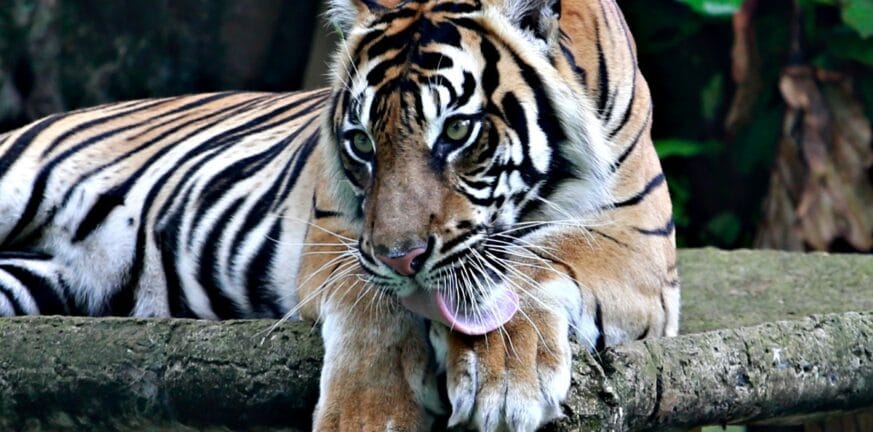 Ινδονησία: Με κορονοϊό δύο τίγρεις - Τι εξετάζουν οι επιστήμονες