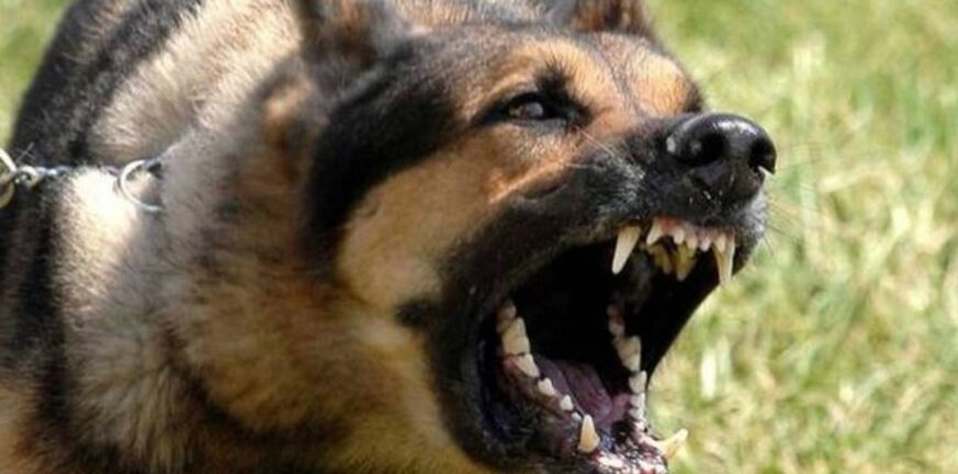 Αγρίνιο: Σκύλος δάγκωσε 9χρονη στο σώμα και το κεφάλι - Συνελήφθη ο ιδιοκτήτης του