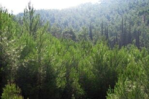 Απαγόρευση μετακίνησης σε δάση, εθνικούς δρυμούς και περιοχές Natura - Σε ισχύ μέχρι τη Δευτέρα