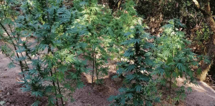 Ηλεία: Νέα σύλληψη για χασισοφυτεία - 49 δέντρα κάνναβης καλλιεργούνταν σε ειδικά διαμορφωμένο χώρο