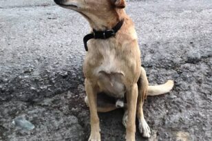 Εύβοια: Έπεσε σκύλος μέσα σε σε πηγάδι - Βίντεο ντοκουμέντο από τη διάσωσή του