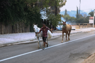 Φωτιά στη Βαρυμπόμπη: 250 άλογα μεταφέρθηκαν στο Μαρκόπουλο ΦΩΤΟ