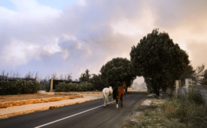 Φωτιά στη Βαρυμπόμπη: 250 άλογα μεταφέρθηκαν στο Μαρκόπουλο ΦΩΤΟ