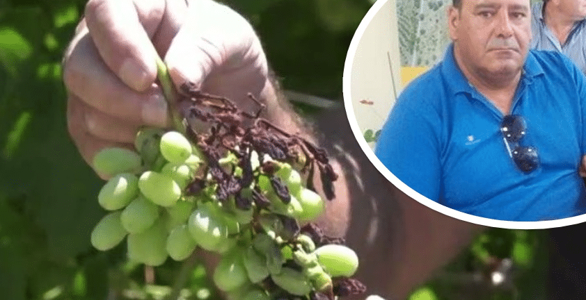 Δυτική Αχαΐα: «Καμπανάκι» για το καύσωνα στις καλλιέργειες από τον Βεσκούκη