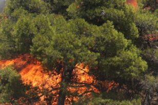 Γεωτεχνικό Επιμελητήριο Ελλάδας: Πολιτικές και δράσεις για τις δασικές πυρκαγιές