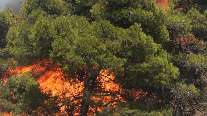 Γεωτεχνικό Επιμελητήριο Ελλάδας: Πολιτικές και δράσεις για τις δασικές πυρκαγιές