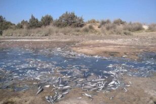Αχελώος: Καύσωνας και ρύπανση έπνιξαν χιλιάδες ψάρια