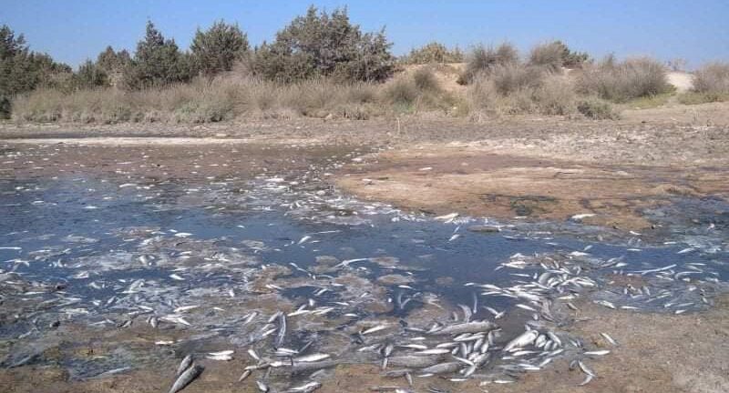 Αχελώος: Καύσωνας και ρύπανση έπνιξαν χιλιάδες ψάρια