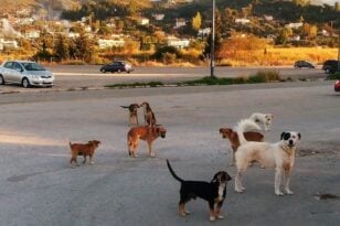 Δυτική Ελλάδα: Δήμος αποζημιώνει γυναίκα που τραυμάτισε αδέσποτος σκύλος σε πλατεία