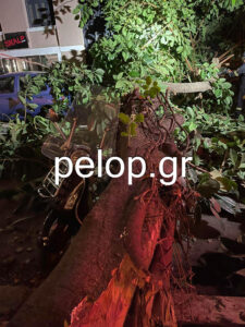 Αναστάτωση στο κέντρο της Πάτρας από πτώση δένδρου - «Παραλίγο να θρηνήσουμε θύματα»- ΦΩΤΟ - ΒΙΝΤΕΟ