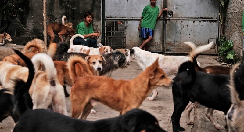 Νότια Κορέα: Πιθανό «φρένο» στην κατανάλωση κρέατος σκύλου