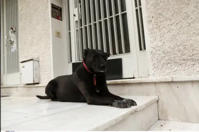 Ζάκυνθος: Ζει ο σκύλος που καταγγέλθηκε ότι τον σκότωσε γείτονας – Τι έκρυβε η καταγγελία
