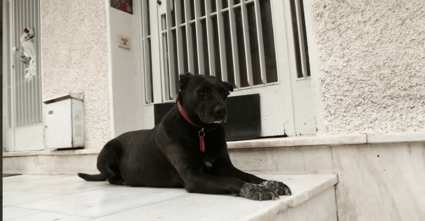 Ζάκυνθος: Ζει ο σκύλος που καταγγέλθηκε ότι τον σκότωσε γείτονας – Τι έκρυβε η καταγγελία