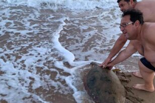 Ηλεία: Άφησε την μπαγκέτα, έσωσε την χελώνα καρέτα