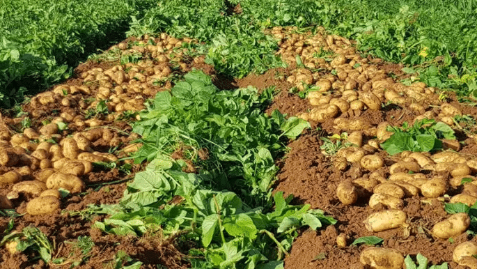 Ανδρέας Κατσανιώτης: Ξεκινά η διαδικασία καταβολής αποζημιώσεων για τους Αχαιούς παραγωγούς πατάτας