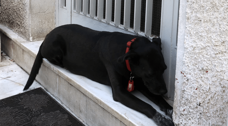 Μίκης Θεοδωράκης: Η συγκινητική εικόνα του σκύλου του, στο πλατύσκαλο του σπιτιού