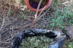 Ποσότητα χασίς και δενδρύλλια σε στάβλο στη Δυτική Αχαΐα - Μια σύλληψη