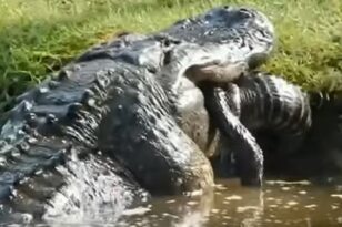 ΗΠΑ: Αλιγάτορας καταπίνει ολόκληρο κροκόδειλο ΒΙΝΤΕΟ