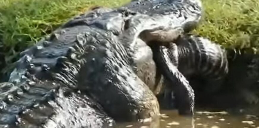 ΗΠΑ: Αλιγάτορας καταπίνει ολόκληρο κροκόδειλο ΒΙΝΤΕΟ