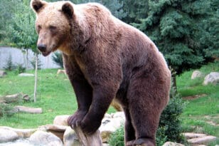 Τι αποκαλύπτει η ανάλυση DNA για την καφέ αρκούδα σε Πίνδο, Πρέσπες και Ροδόπη