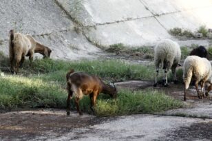 Κρήτη: Συνελήφθησαν κτηνοτρόφοι επειδή τα ζώα τους καταστρέφουν ξένα χωράφια