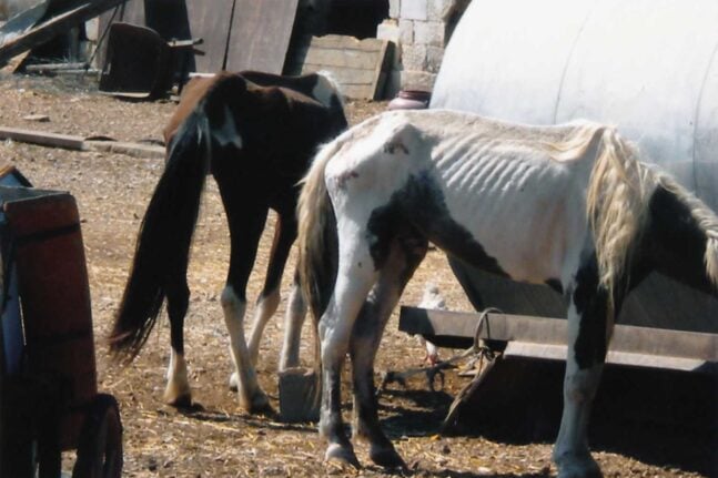 Κρούσμα της νόσου του Δυτικού Νείλου σε άλογο στη Λευκάδα