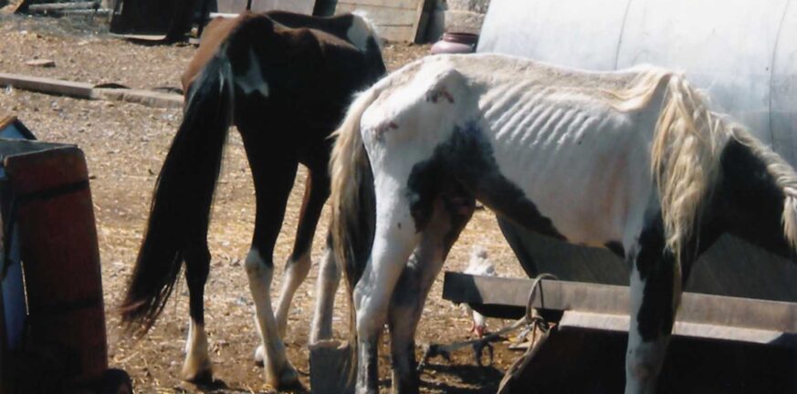 Ασπρόπυργος: Ξεκινά η δίκη για το κολαστήριο των αλόγων σε μονάδα ιπποειδών
