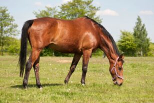 Γρεβενά: Ακυρώθηκε η δημοπρασία για τα 30 άγρια άλογα