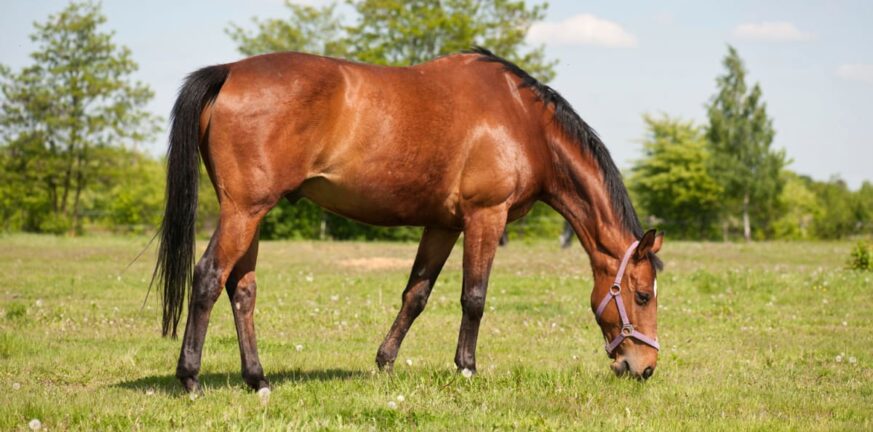Κρούσμα της νόσου του Δυτικού Νείλου σε άλογο στην περιοχή της Βόνιτσας