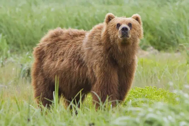 Αρκούδα δάγκωσε κυνηγό στην Κοζάνη!ΒΙΝΤΕΟ
