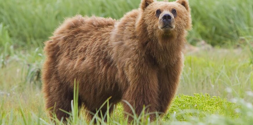 Αρκούδα δάγκωσε κυνηγό στην Κοζάνη!ΒΙΝΤΕΟ