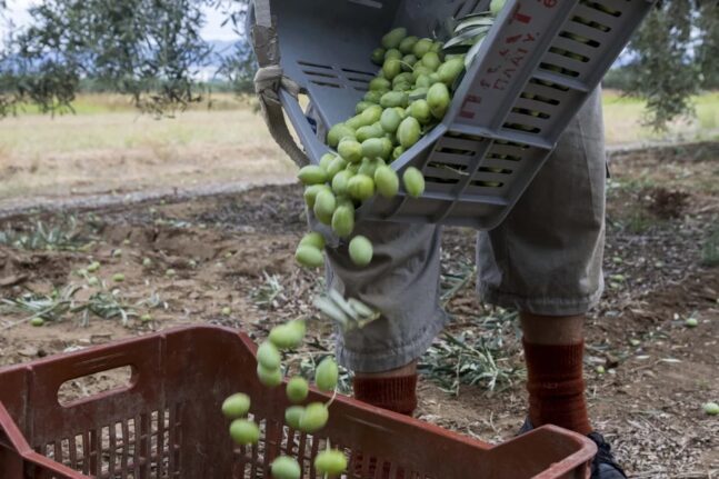 σκρέκας