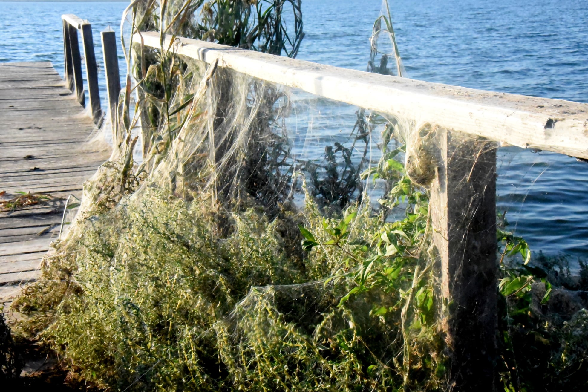 Απόκοσμες εικόνες στο Αιτωλικό - Το «πέπλο» της αράχνης σκέπασε τη βλάστηση