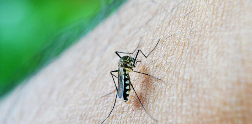 Κουνούπια από την Κορέα και θα μπορούσαν να «αποικίσουν» στην Ελλάδα