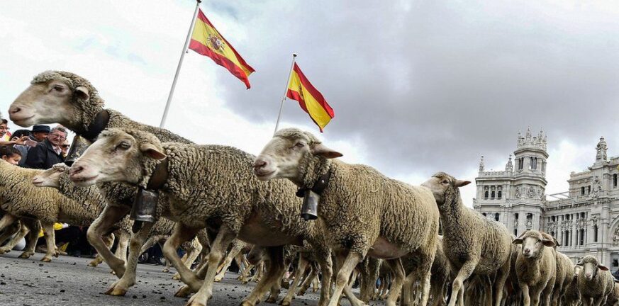 Ισπανία: Παρέλαση... προβάτων στη Μαδρίτη