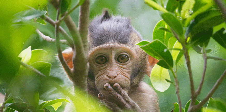 Μαϊμού στην Ινδία σκότωσε 30χρονο πετώντας τούβλο από 2ο όροφο!