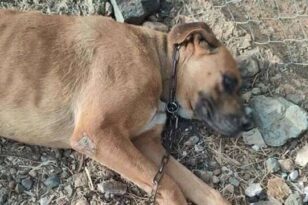 Ναύπακτος: Έδεσαν και θανάτωσαν αδέσποτο σκύλο