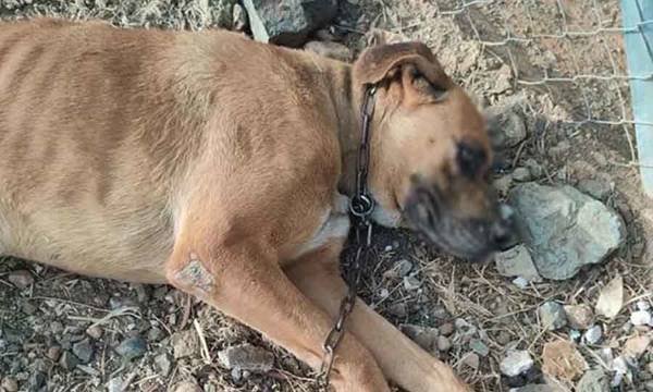 Ναύπακτος: Έδεσαν και θανάτωσαν αδέσποτο σκύλο