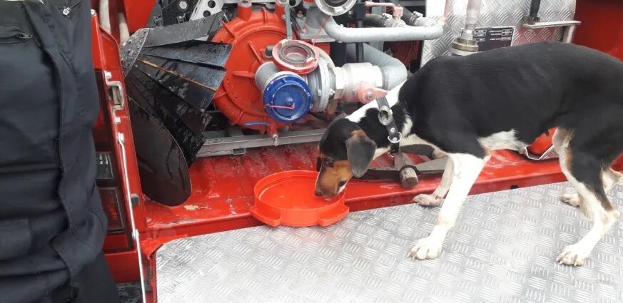 Σκύλος έπεσε σε πηγάδι 20 μέτρων στην Κοζάνη - Σώθηκε από την ΕΜΑΚ