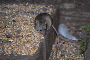 Ιταλία: Η μαφία ετοίμαζε τελετουργικό με ποντίκια! Κατασχέθηκαν από τις αρχές που έψαχναν για ναρκωτικά