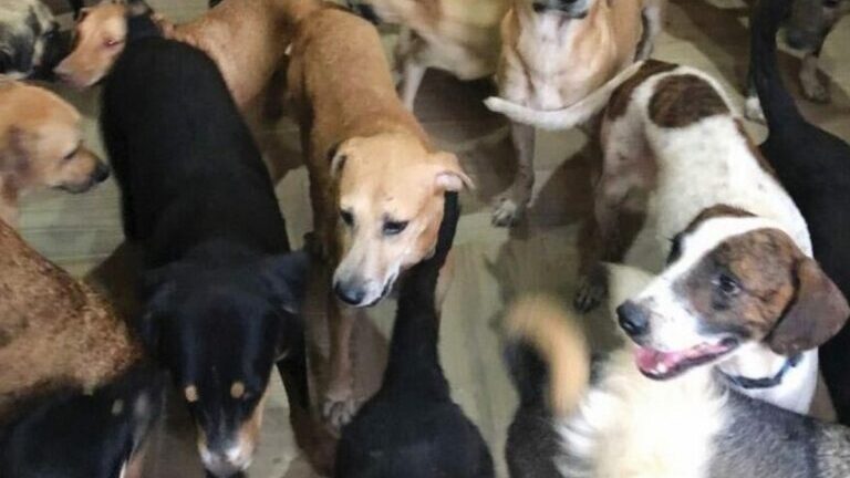 Πάτρα: Αναμένεται εισαγγελέας για την τύχη των 53 σκύλων