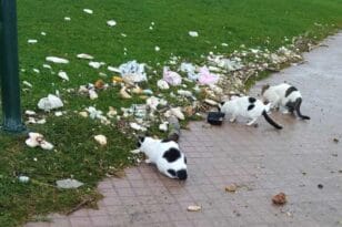 Νότιο Πάρκο Πάτρας: Δεν γλύτωσαν ούτε τα γατάκια από την κακοκαιρία - Πολλά πνίγηκαν, καταστράφηκαν τα σπιτάκια