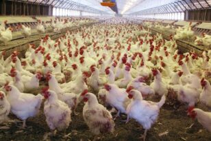 Συναγερμός σε Ευρώπη και Ασία για την εξάπλωση της γρίπης των πτηνών, ο ιός μεταδίδεται και στον άνθρωπο