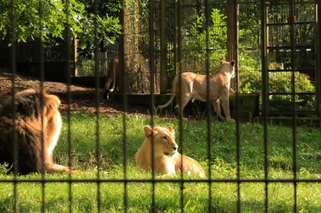 Σιγκαπούρη: Θετικά στον covid τέσσερα λιοντάρια σε ζωολογικό πάρκο