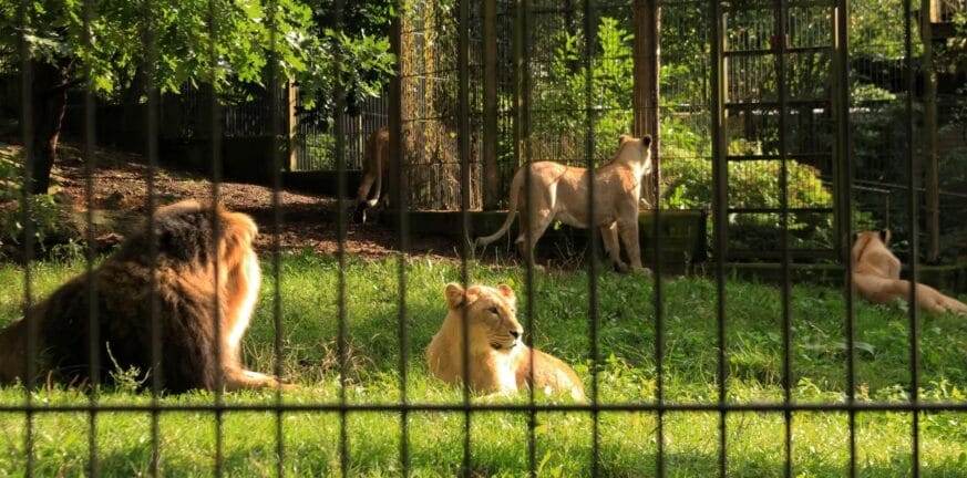 Σιγκαπούρη: Θετικά στον covid τέσσερα λιοντάρια σε ζωολογικό πάρκο