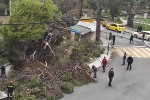 Δέντρο έπεσε ξυστά από παιδία σε σχολείο στη Μυτιλήνη