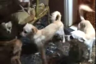 Πάτρα: Από σήμερα η σταδιακή απομάκρυνση των 53 σκύλων από σπίτι