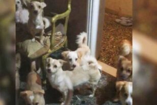 Πάτρα - Νέα στοιχεία: 8 χρόνια ζούσαν στο σπίτι σκυλιά!